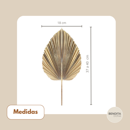 Folhas de Palmeira Secas Naturais 5 Peças - Boho Decor